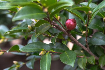 コスモス街道のピンク色のコスモスが咲いています