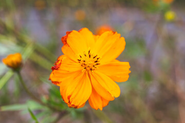 コスモス街道のピンク色のコスモスが咲いています