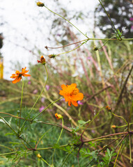 コスモス街道のピンク色のコスモスが咲いています