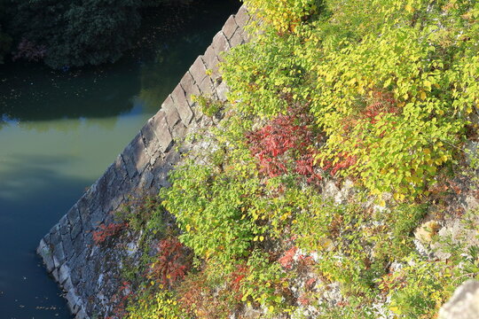 城の石垣と石の隙間に生える草木