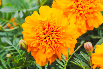 色鮮やかなオレンジ色のマリーゴールドの花