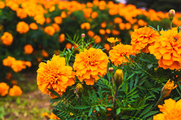 色鮮やかなオレンジ色のマリーゴールドの花