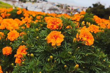 色鮮やかなオレンジ色のマリーゴールドの花