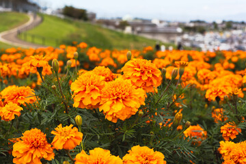 色鮮やかなオレンジ色のマリーゴールドの花