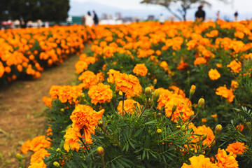 色鮮やかなオレンジ色のマリーゴールドの花