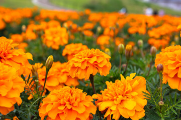 色鮮やかなオレンジ色のマリーゴールドの花