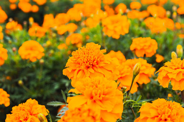 色鮮やかなオレンジ色のマリーゴールドの花