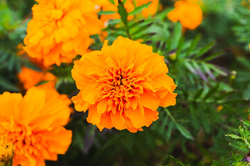色鮮やかなオレンジ色のマリーゴールドの花