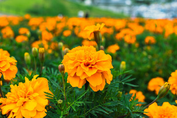 色鮮やかなオレンジ色のマリーゴールドの花