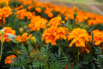 色鮮やかなオレンジ色のマリーゴールドの花