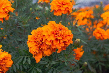 色鮮やかなオレンジ色のマリーゴールドの花