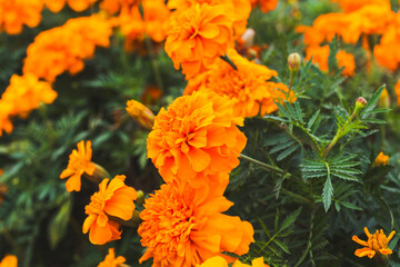 色鮮やかなオレンジ色のマリーゴールドの花