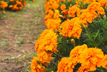 色鮮やかなオレンジ色のマリーゴールドの花