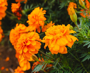 色鮮やかなオレンジ色のマリーゴールドの花