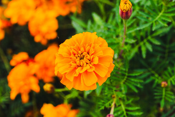 色鮮やかなオレンジ色のマリーゴールドの花