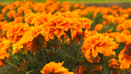 色鮮やかなオレンジ色のマリーゴールドの花