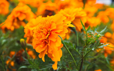 色鮮やかなオレンジ色のマリーゴールドの花