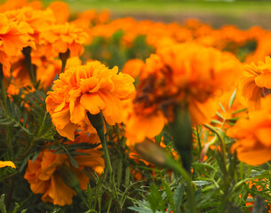 色鮮やかなオレンジ色のマリーゴールドの花