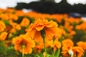 色鮮やかなオレンジ色のマリーゴールドの花