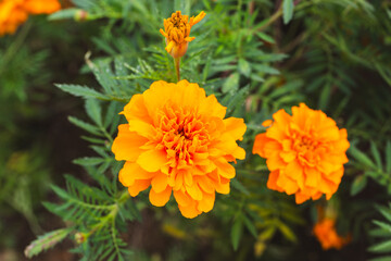 色鮮やかなオレンジ色のマリーゴールドの花