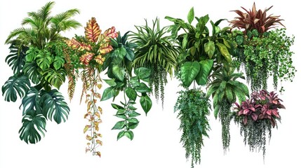 A collection of various hanging plants isolated on a white background.