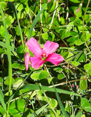 Pink Flower