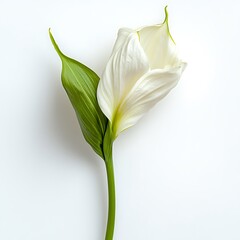Obraz premium Glory Lily isolated on a white background, close up