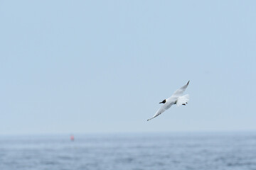 春の海を飛ぶユリカモメ