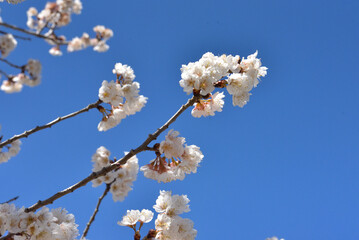 桜の花