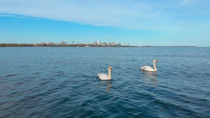 Immerse yourself in scene of elegant swans gracefully swimming through tranquil waters, embodying beauty and serenity. picturesque view is peaceful experience in nature enchants senses