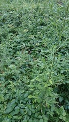 341)blacktailed hornet feeding on flower nectar(Photo taken at 13:31 on august 16, 2015) Vespa ducalis pulchra