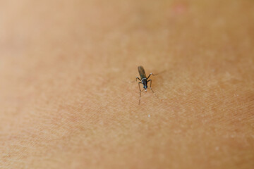 Close-up view of Mosquito sucking blood on skin