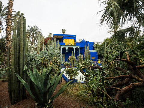 tropical garden in Morocco with cactus and blue building