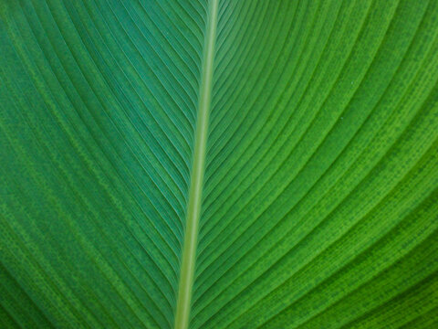 Closeup of Calathea lutea, called meranti sepat pisang. Is a species of flowering plant in the Marantaceae family. This plant is suitable for garden decoration