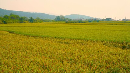 rice paddies turning yellow