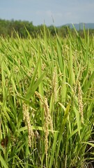 Rice fields that have turned yellow