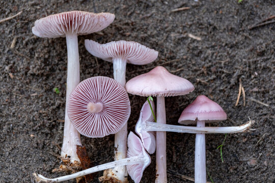 Mycena rosea, commonly known as the rosy bonnet