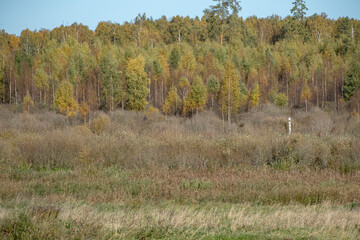 autumnal forest background. September in Latvia countryside