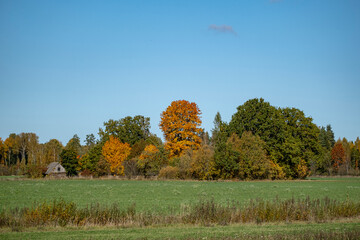 Green field, colorful trees, blue sky and abandoned wooden shack in Latvia countryside