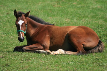 Fototapeta premium 未来の名馬 part2