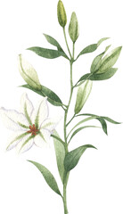Hand-drawn white lily flowers Watercolor