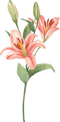 Hand-drawn pink lily flowers Watercolor