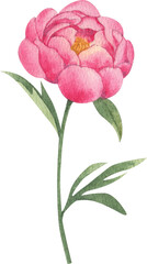 Hand-drawn Pink peonies flower Watercolor