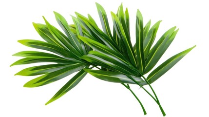Fototapeta premium A cluster of three vibrant green palm leaves with light green stripes, isolated on a white background.
