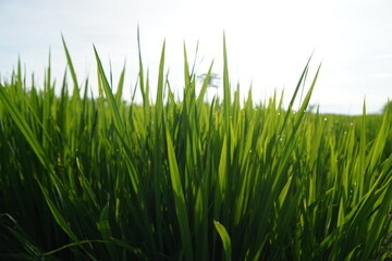 Fototapeta premium A field of tall, green grass backlit by the morning sun