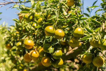 Bright and fresh oranges on the tree ready for harvest