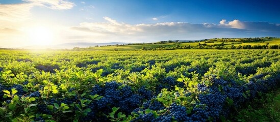 Landscape photograph field blueberries vast stretches out into A large organic farm