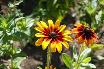 Gloriosa Daisy