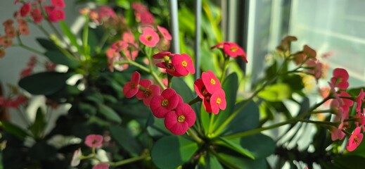 red and yellow flowers 