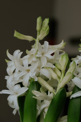 Obraz premium Delicate white flowers blooming in a subtle indoor setting, showcasing intricate petals and vivid green leaves during afternoon light